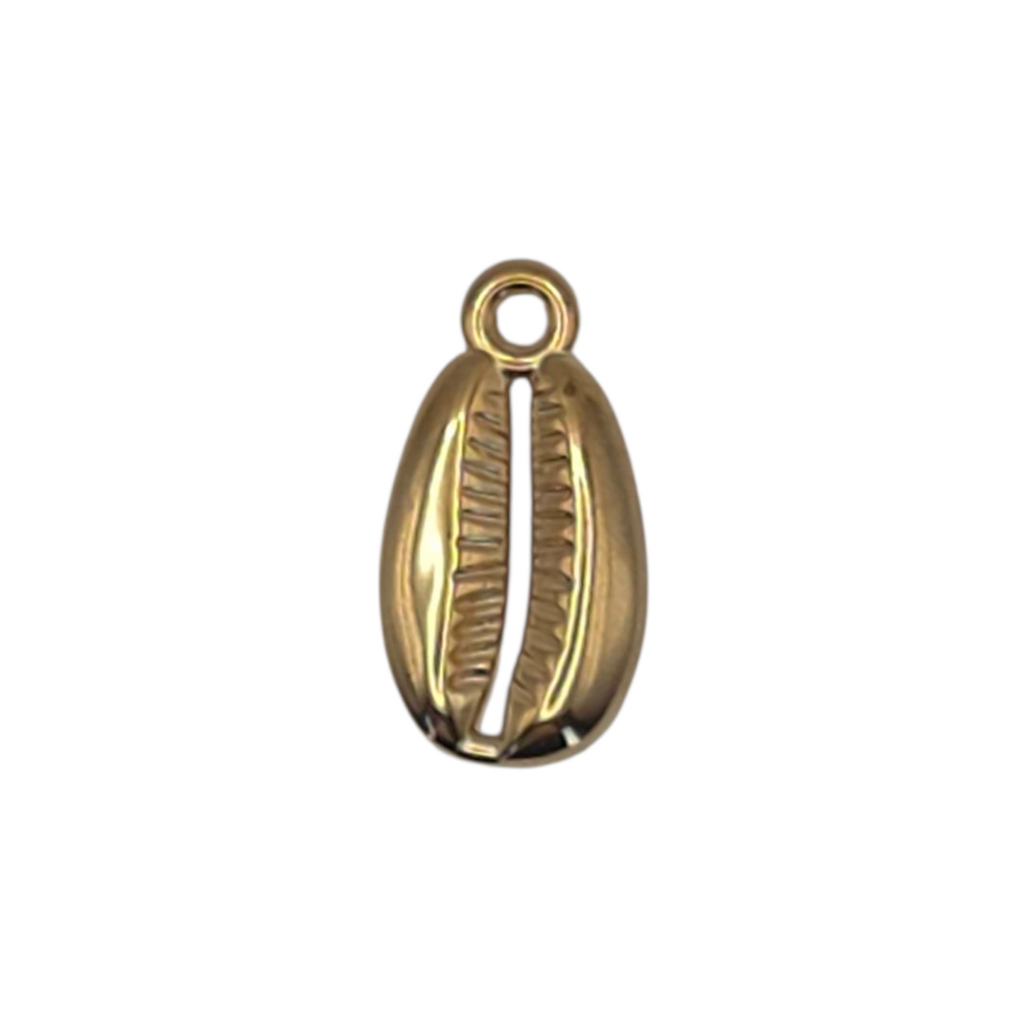 Cowrie Shell